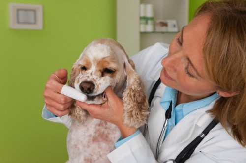 cuidar la dentadura de tu mascota