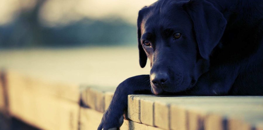 Tipos de enfermedades comunes en perros