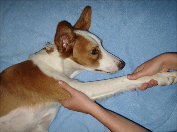 Descalcificacion en perros adultos