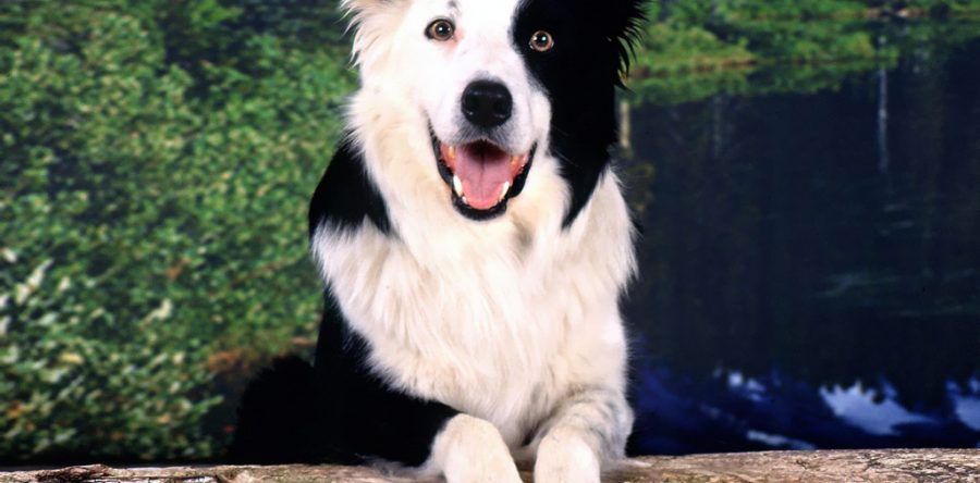 Los perros mas inteligentes del mundo