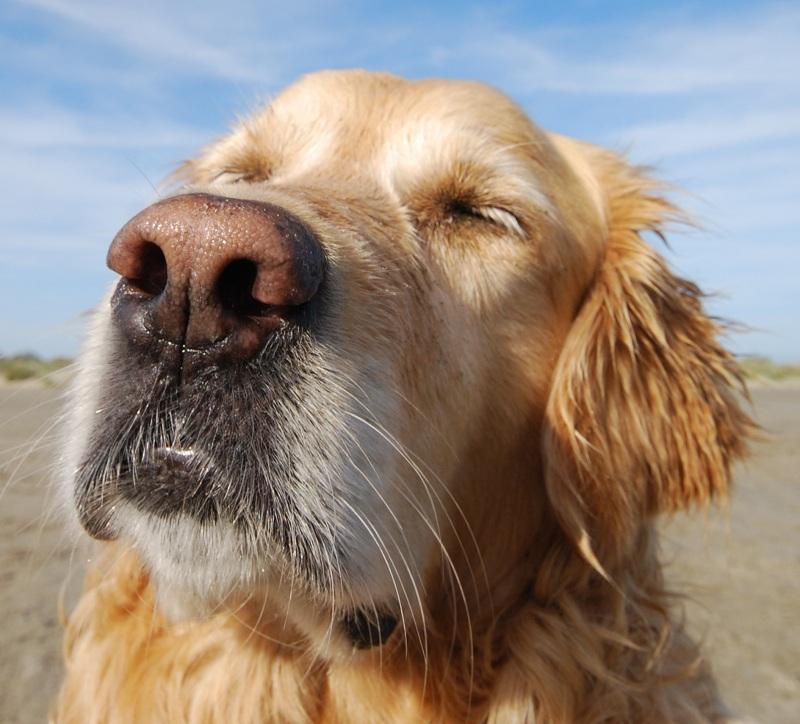 Como cuidar la dentadura de tu mascota
